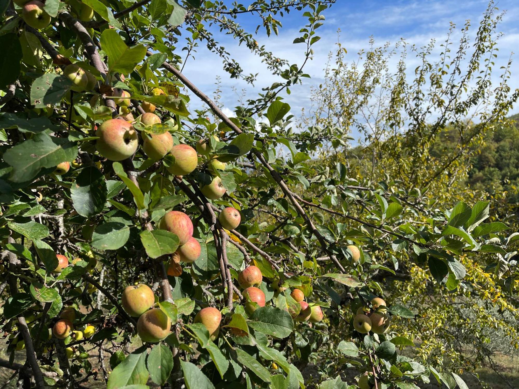 Bio Agriturismo Il Vigno Caprese Michelangelo Экстерьер фото